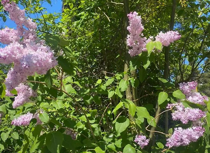 特努玛公寓酒店